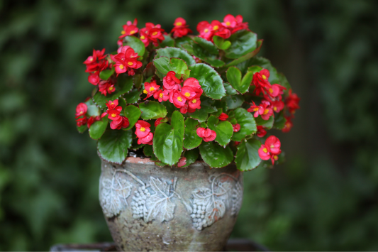 Begonia Care: How to Grow This Popular Flowering Plant